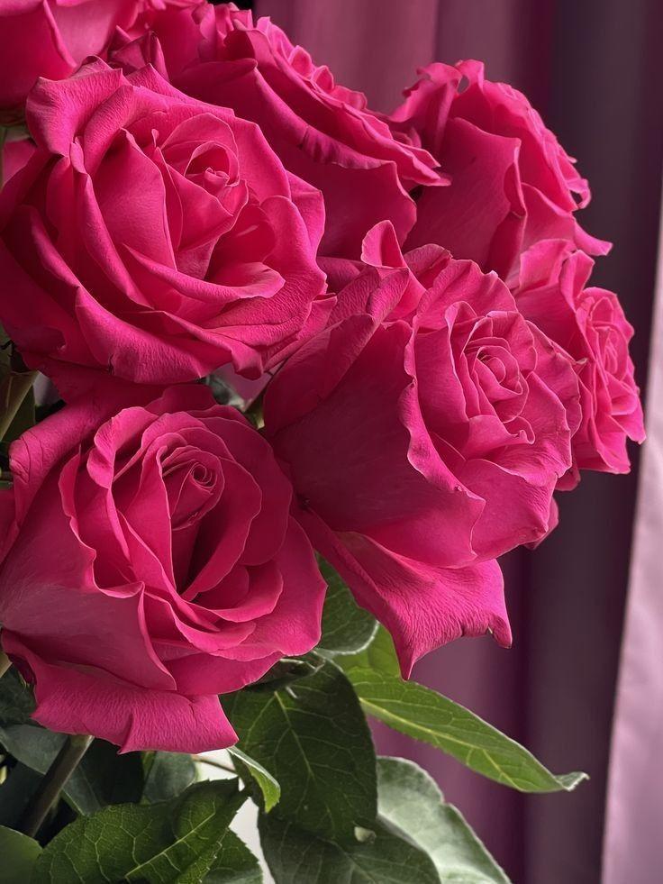 Serenity Blooms: A Tranquil Selection
